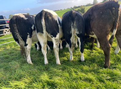 Heifers