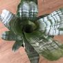 Aechmea fasciata Image 3