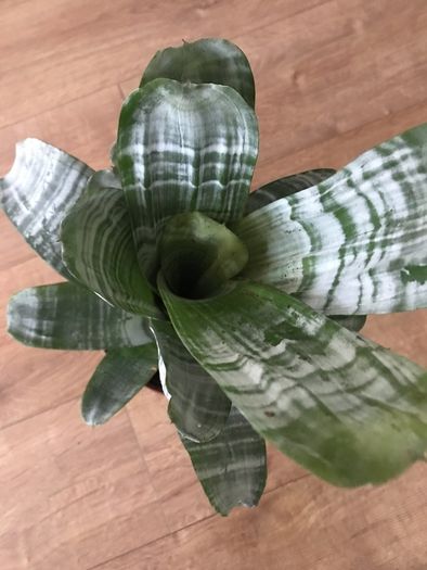 Aechmea fasciata