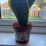 Snake Plant (Sansevieria) Image 4