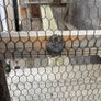 catio Image 3