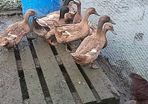 chicks and ducklings