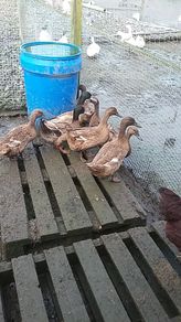 chicks and ducklings