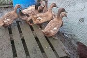 chicks and ducklings