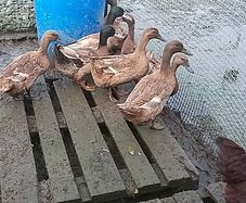 chicks and ducklings