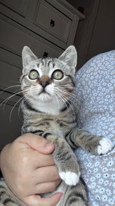 Adoption