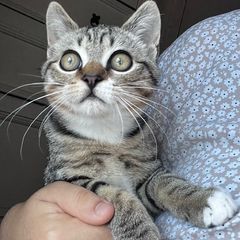 Adoption