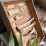 Fox Hind Limb Osteology Specimen Display Image 3