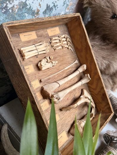Fox Hind Limb Osteology Specimen Display