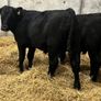25 Top Quality Angus Bulls Image 7