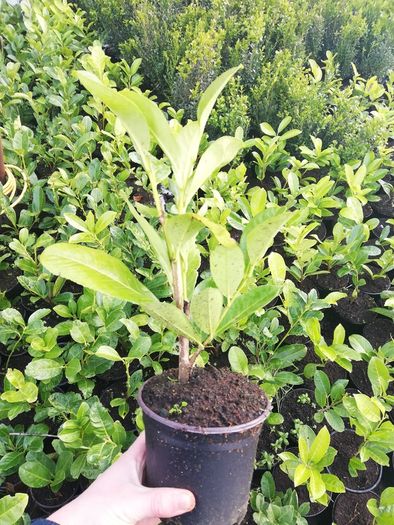 Laurel Hedging