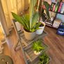 Plants and plant stand Image 3