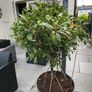 bay leaf tree Image 4