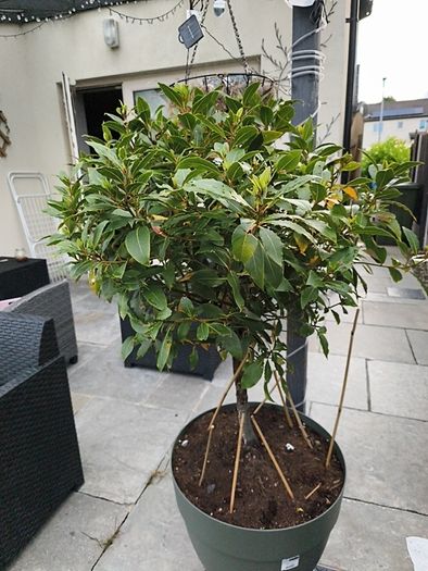 bay leaf tree