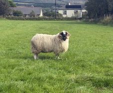 Sheep