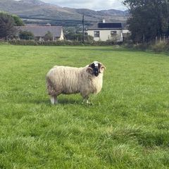 Sheep