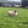 Sheep Image 4