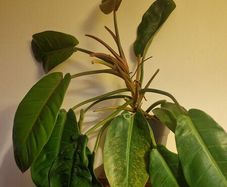 Philodendron 'Prince of Orange'