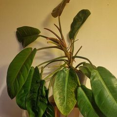 Philodendron 'Prince of Orange'