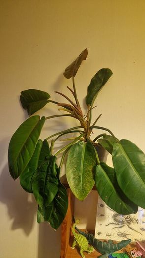 Philodendron 'Prince of Orange'