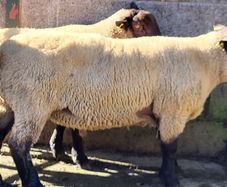 Sheep