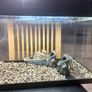 Fish tank Image 3