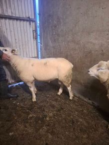 Purebread texel hogget ram
