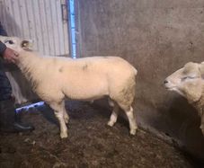 Purebread texel hogget ram