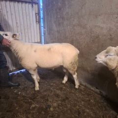Purebread texel hogget ram