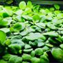 Duckweed 500pcs + Amazon Frogbit 10pcs absorbs nitrogen (aquarium- pond) Image 5