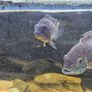 fish tanks Image 10
