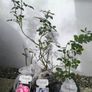 roses plants Image 7