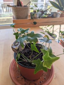Easy care ivy plant