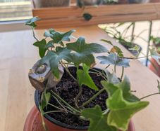 Easy care ivy plant