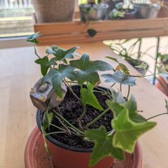 Easy care ivy plant