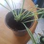 spider plant Image 2