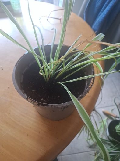 spider plant