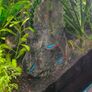 Fish aquarium ADA Image 8