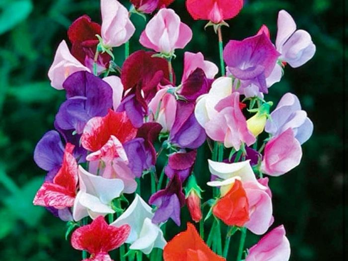 Sweet Pea seeds
