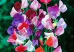 Sweet Pea seeds