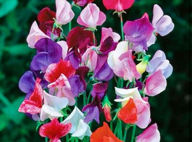 Sweet Pea seeds