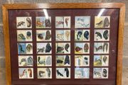 Framed Cigarette Cards