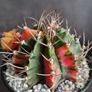 Gymnocalycium mihanovichii variegated Image 4