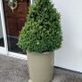 a pair of beautiful buxus  trees in containers Image 3