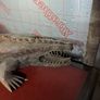 Large carved hardwood aligator Image 5