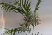 Large Artifical Palm Tree
