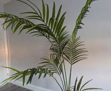 Large Artifical Palm Tree