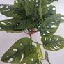 Monstera Monkey Mask plant Image 6