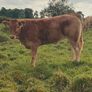 Organic weanlings Image 4