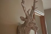 Stags Head
